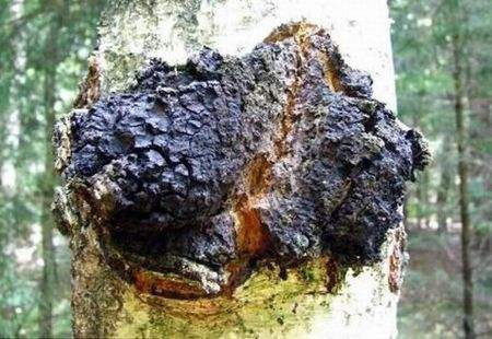 天然樺茸精 (2).jpg